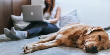 Five Ways To Have A Dog And A Clean Home