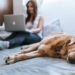 Five Ways To Have A Dog And A Clean Home