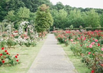 Top 10 Tips To Create A Beautiful Garden