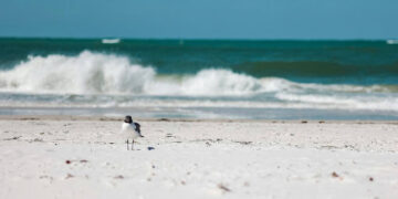 Discovering Corpus Christi’s Coastal Gems